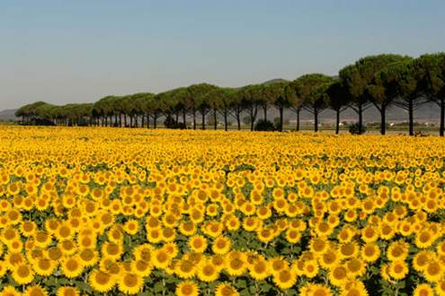 offerta Appartamenti Marina di Campo